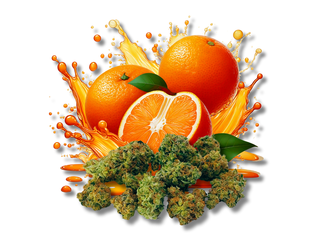 Twisted Citrus - Botanical Buds Image of orange explosion with 14g of botanical buds